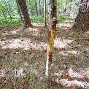 Photo #5 of Off Cypress Chapel Rd, Whaleyville, VA 45.5 acres