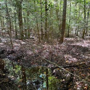 Photo #16 of Off Cypress Chapel Rd, Whaleyville, VA 45.5 acres