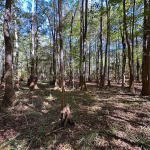 Photo #26 of Off Cypress Chapel Rd, Whaleyville, VA 45.5 acres