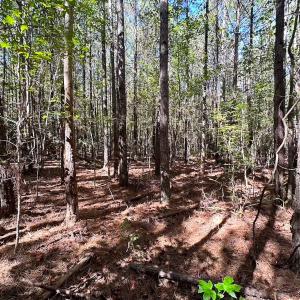 Photo #30 of Off Cypress Chapel Rd, Whaleyville, VA 45.5 acres