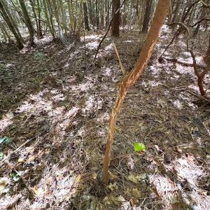 Photo #35 of Off Cypress Chapel Rd, Whaleyville, VA 45.5 acres