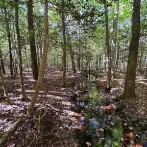 Photo #39 of Off Cypress Chapel Rd, Whaleyville, VA 45.5 acres