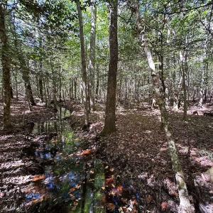 Photo #40 of Off Cypress Chapel Rd, Whaleyville, VA 45.5 acres