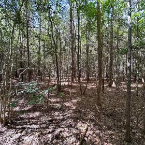 Photo #43 of Off Cypress Chapel Rd, Whaleyville, VA 45.5 acres