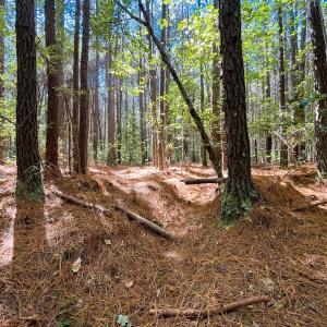 Photo #6 of Off Cypress Chapel Rd, Whaleyville, VA 14.9 acres