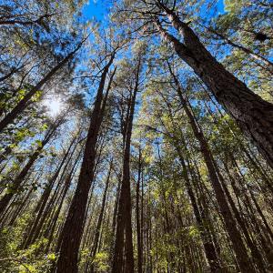 Photo #7 of Off Cypress Chapel Rd, Whaleyville, VA 14.9 acres