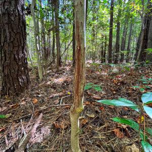 Photo #9 of Off Cypress Chapel Rd, Whaleyville, VA 14.9 acres