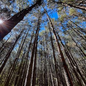 Photo #10 of Off Cypress Chapel Rd, Whaleyville, VA 14.9 acres