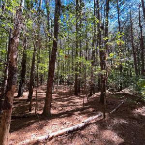 Photo #12 of Off Cypress Chapel Rd, Whaleyville, VA 14.9 acres