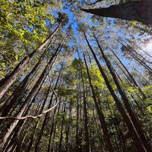 Photo #13 of Off Cypress Chapel Rd, Whaleyville, VA 14.9 acres