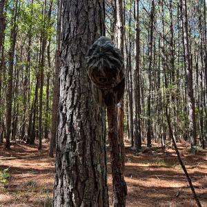 Photo #14 of Off Cypress Chapel Rd, Whaleyville, VA 14.9 acres