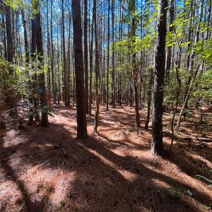 Photo #15 of Off Cypress Chapel Rd, Whaleyville, VA 14.9 acres