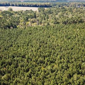 Photo #16 of Off Cypress Chapel Rd, Whaleyville, VA 14.9 acres