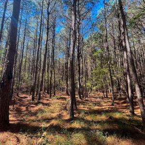 Photo #17 of Off Cypress Chapel Rd, Whaleyville, VA 14.9 acres