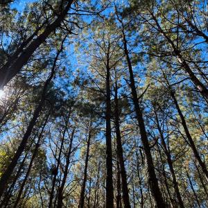 Photo #18 of Off Cypress Chapel Rd, Whaleyville, VA 14.9 acres