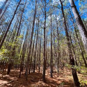 Photo #20 of Off Cypress Chapel Rd, Whaleyville, VA 14.9 acres