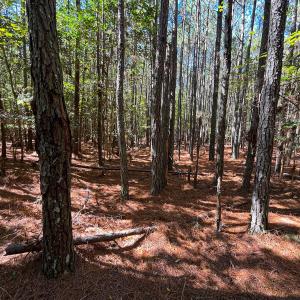 Photo #21 of Off Cypress Chapel Rd, Whaleyville, VA 14.9 acres