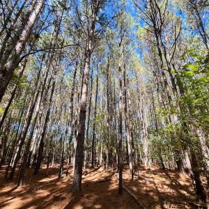 Photo #22 of Off Cypress Chapel Rd, Whaleyville, VA 14.9 acres
