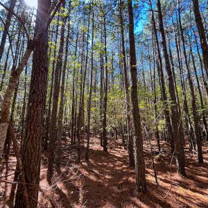 Photo #23 of Off Cypress Chapel Rd, Whaleyville, VA 14.9 acres