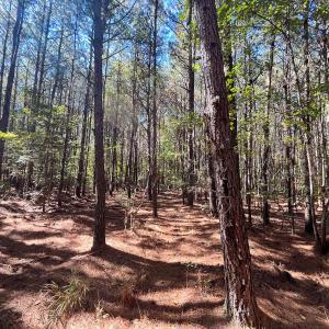 Photo #25 of Off Cypress Chapel Rd, Whaleyville, VA 14.9 acres