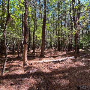Photo #26 of Off Cypress Chapel Rd, Whaleyville, VA 14.9 acres