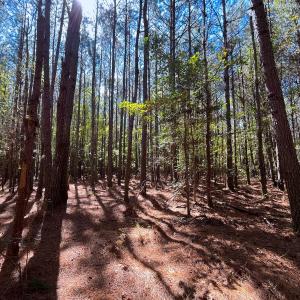 Photo #28 of Off Cypress Chapel Rd, Whaleyville, VA 14.9 acres