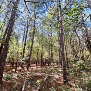 Photo #29 of Off Cypress Chapel Rd, Whaleyville, VA 14.9 acres