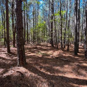 Photo #30 of Off Cypress Chapel Rd, Whaleyville, VA 14.9 acres