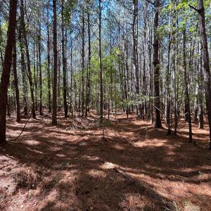 Photo #31 of Off Cypress Chapel Rd, Whaleyville, VA 14.9 acres