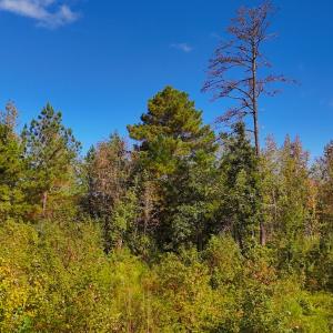 Photo #14 of Off Mack Rd, Asheboro, NC 6.7 acres