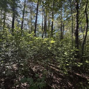 Photo #10 of Off Meriwether Ln, Haw River, NC 1.0 acres