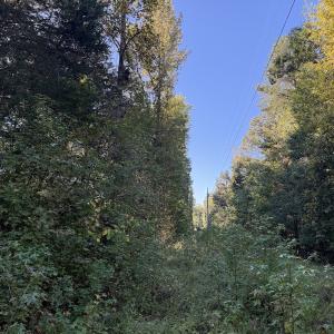 Photo #11 of Off Meriwether Ln, Haw River, NC 1.0 acres