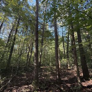Photo #12 of Off Meriwether Ln, Haw River, NC 1.0 acres