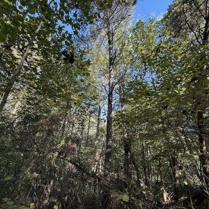 Photo #25 of Off Meriwether Ln, Haw River, NC 1.0 acres