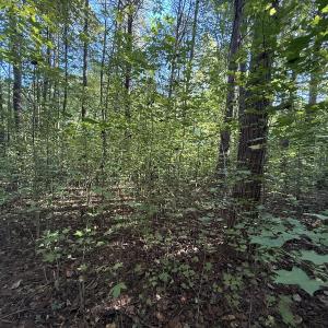 Photo #26 of Off Meriwether Ln, Haw River, NC 1.0 acres