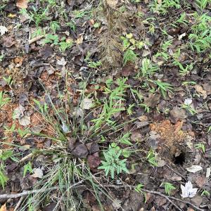 Photo #7 of Off Meriwether Ln, Haw River, NC 1.0 acres