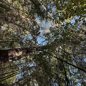 Photo #8 of Off Meriwether Ln, Haw River, NC 1.0 acres