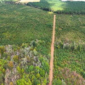 Photo #12 of Off Hwy 11 , Kenansville, NC 269.6 acres