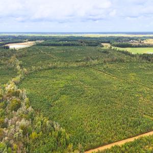 Photo #13 of Off Hwy 11 , Kenansville, NC 269.6 acres