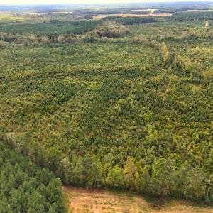 Photo #17 of Off Hwy 11 , Kenansville, NC 269.6 acres