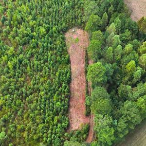 Photo #21 of Off Hwy 11 , Kenansville, NC 269.6 acres