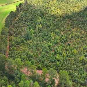 Photo #25 of Off Hwy 11 , Kenansville, NC 269.6 acres
