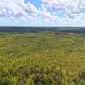 Photo #27 of Off Hwy 11 , Kenansville, NC 269.6 acres