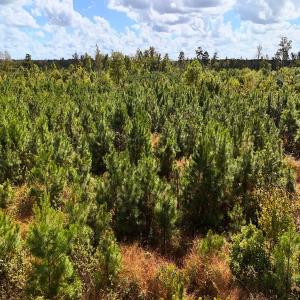 Photo #30 of Off Hwy 11 , Kenansville, NC 269.6 acres