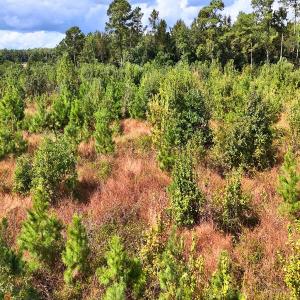 Photo #31 of Off Hwy 11 , Kenansville, NC 269.6 acres