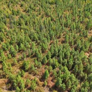 Photo #32 of Off Hwy 11 , Kenansville, NC 269.6 acres