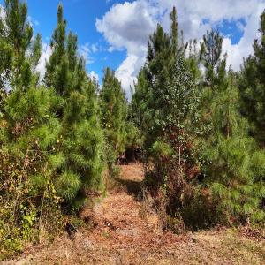 Photo #33 of Off Hwy 11 , Kenansville, NC 269.6 acres