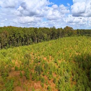 Photo #34 of Off Hwy 11 , Kenansville, NC 269.6 acres