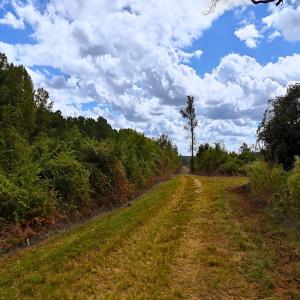 Photo #4 of Off Hwy 11 , Kenansville, NC 269.6 acres