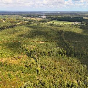Photo #9 of Off Hwy 11 , Kenansville, NC 269.6 acres